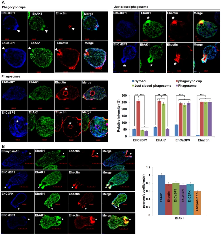 Colocalization of EhAK1 with EhMyosin 1B, EhC2PK, EhCaBP1 and EhCaBP3 at the phagocytic cup during erythrophagocytosis.
