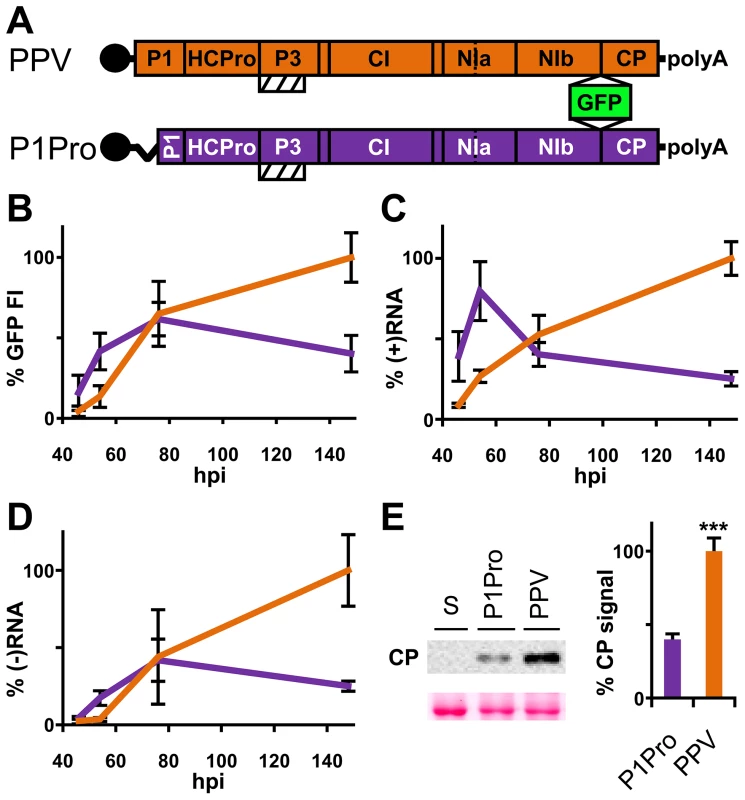 Early amplification dynamics for wild-type PPV and P1Pro viral clones.