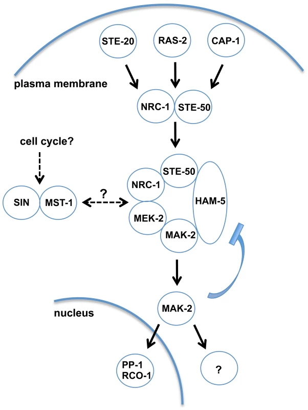Model depicting network organization of the MAK-2 pathway and putative regulatory mechanisms.