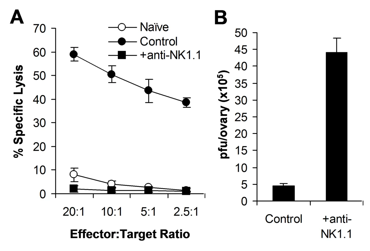 NK cells are required for the control of VV infection in vivo.