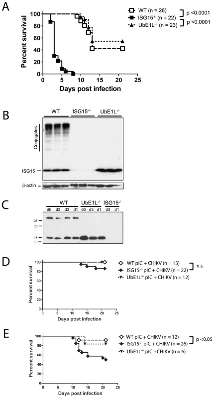 ISG15, independent of UbE1L, plays a critical role during the neonatal response to CHIKV.