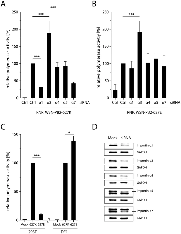 Importin-α1 and -α7 are required for human-like polymerase activity in human cells.