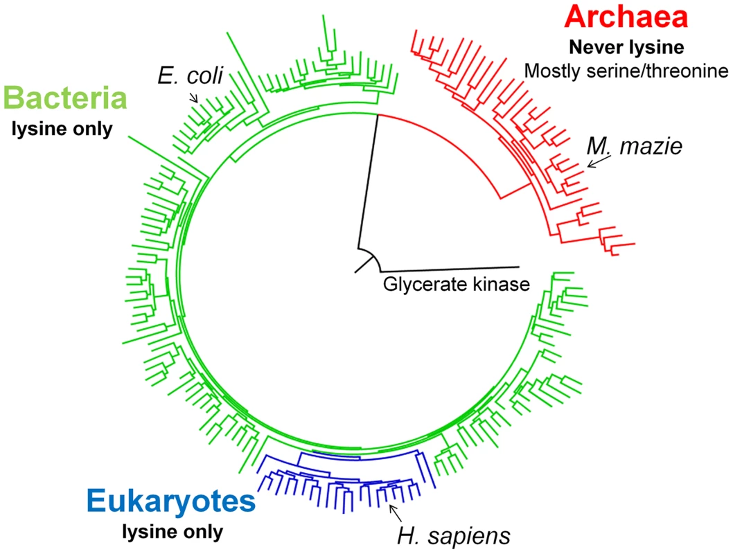 A schematic PGK phylogenetic tree.