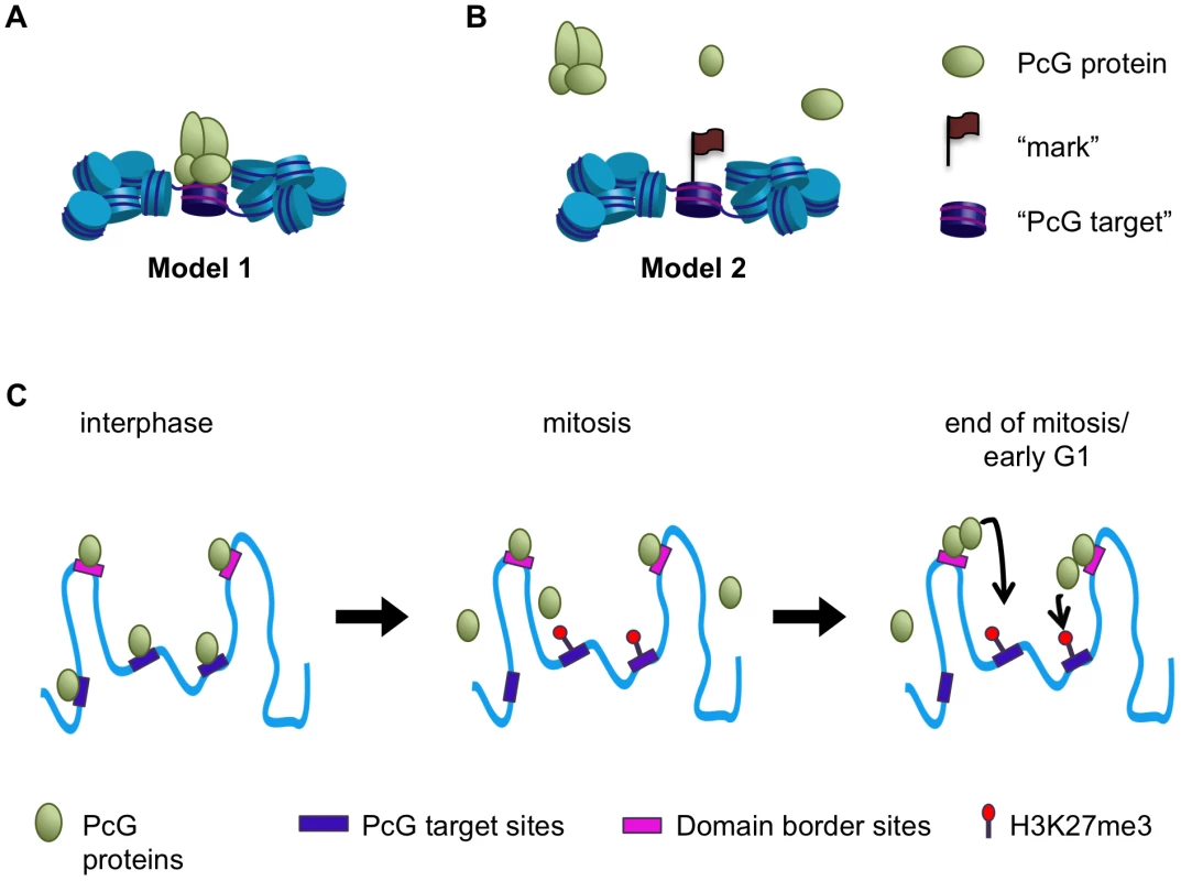 A model for maintenance of PcG protein function through mitosis.