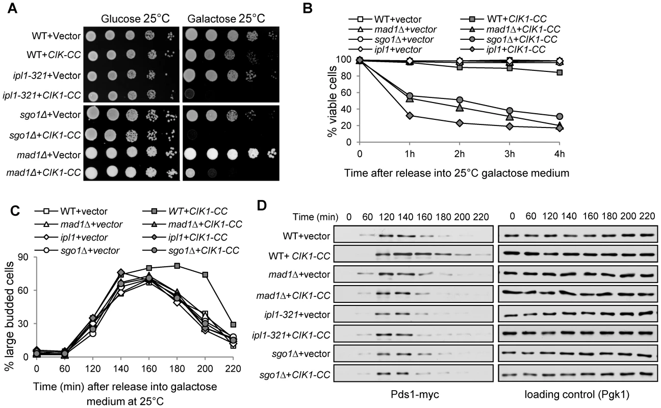 Overexpression of <i>CIK1-CC</i> results in checkpoint-dependent anaphase entry delay.