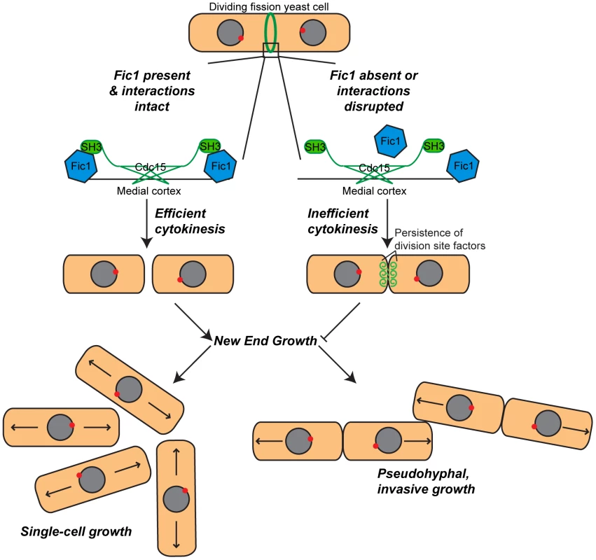 Model of Fic1's involvement in cytokinesis and the establishment of bipolar growth in <i>S.</i>
