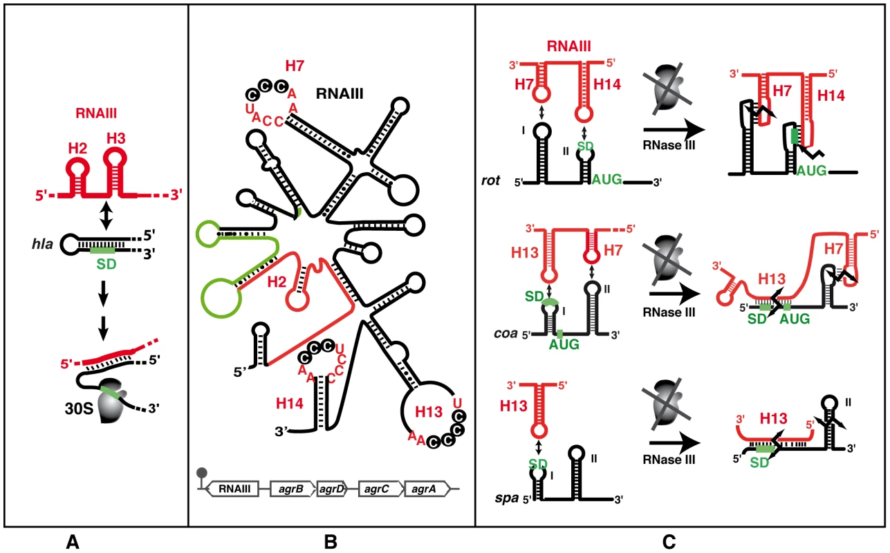 The functional RNAIII structure and its mRNA targets.