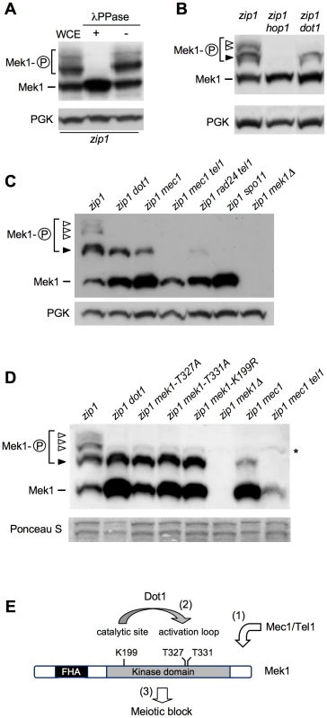 Dot1 contributes to Mek1 activation by autophosphorylation.