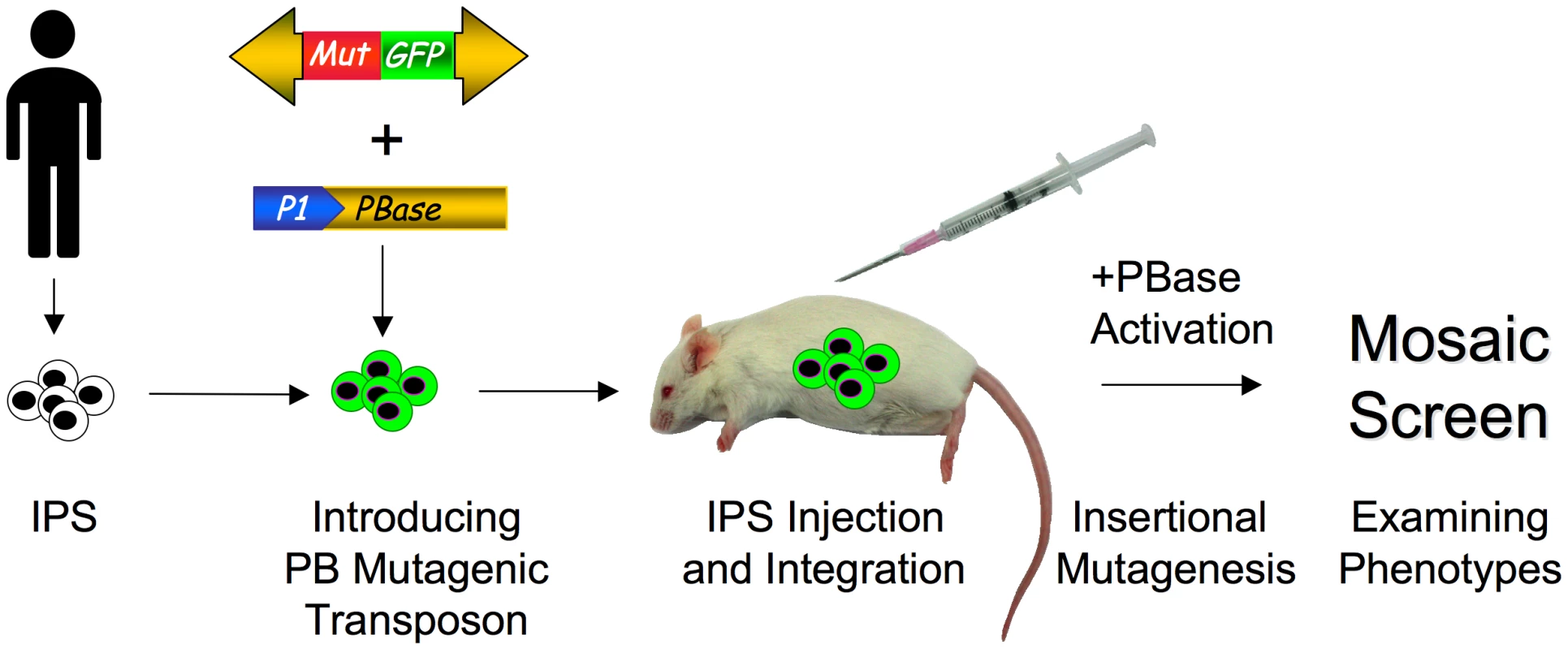 Screening for phenotypes in humanized mice with patient-derived IPS cells.