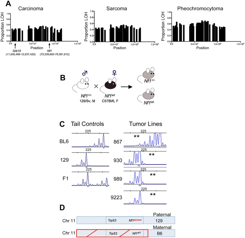 <i>Grb10</i> chromosomal position, inheritance, and loss in <i>Nf1</i> mutant mouse tumors.