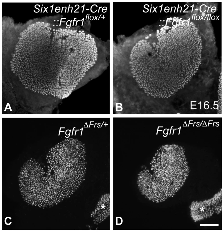 Disruption of FGFR1-Frs2/3 pathway decreases the number of vestibular hair cells.