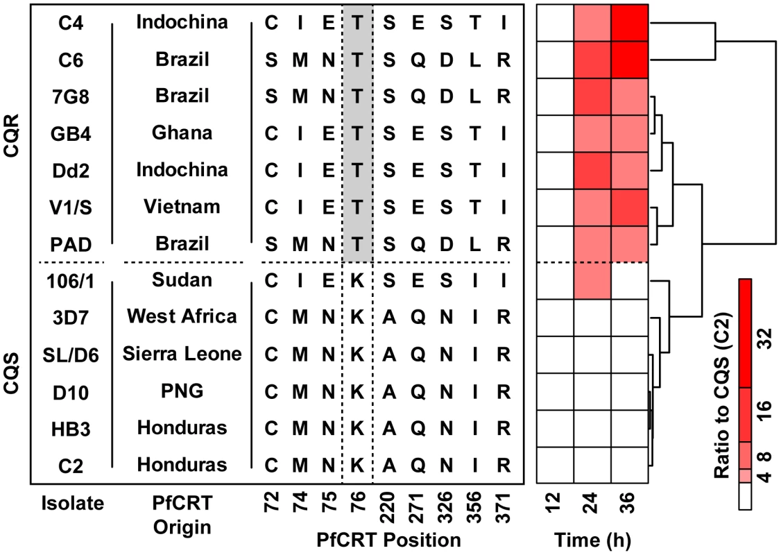 Geographically diverse isolates carrying the PfCRT-K76T polymorphism accumulate peptides.