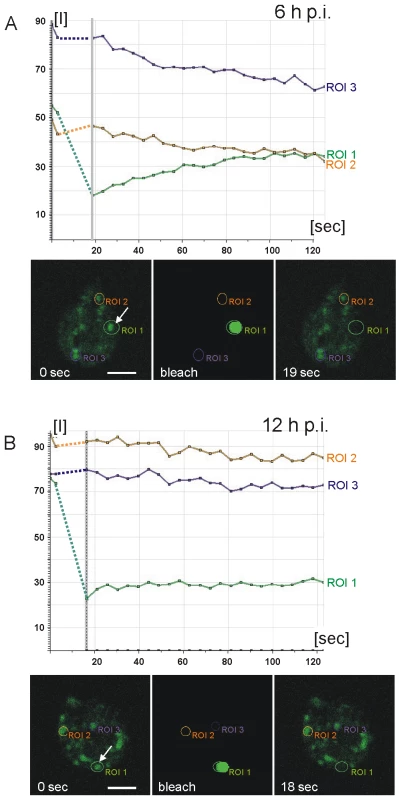 Fluorescence recovery after photobleaching (FRAP) analysis reveals condensation of CWP3::GFP during ESV maturation.