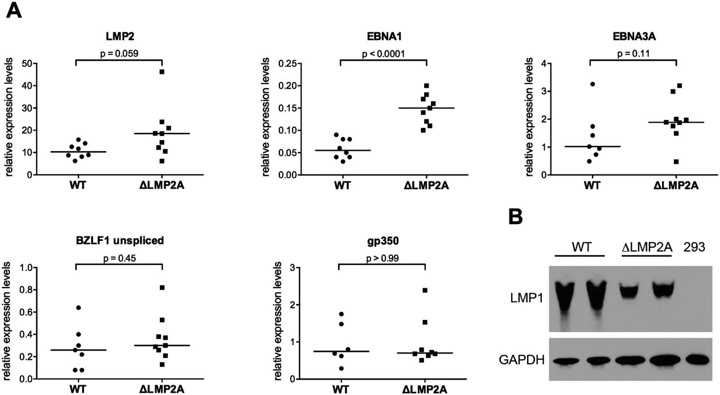 Expression of EBV latent and lytic-cycle genes in LCLs with or without LMP2A.