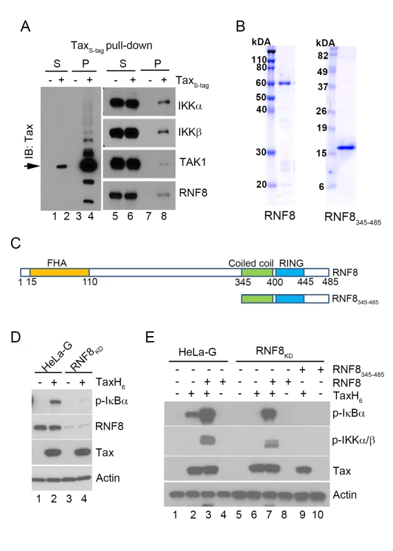 The E3 ubiquitin ligase, RNF8, supports IKK activation by Tax <i>in vi</i>tro.