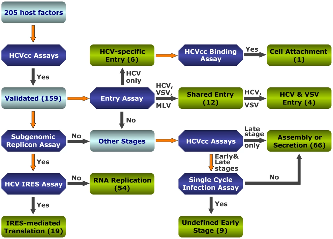 Strategies to interrogate host dependencies involved in the complete HCV replication cycle.