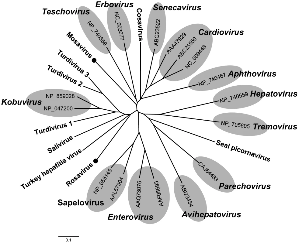 Phylogenetic analysis of Mosavirus and Rosavirus.