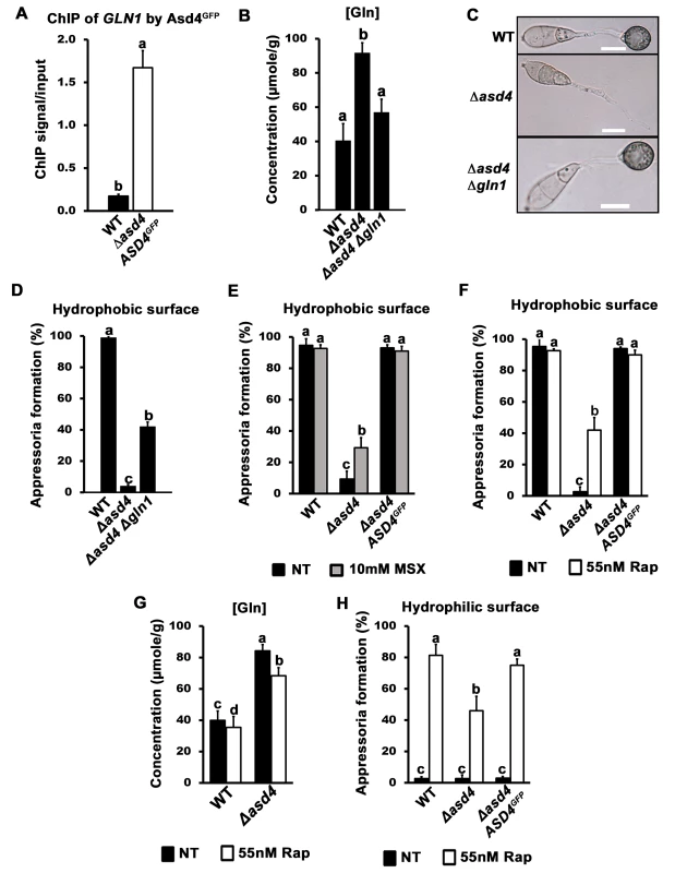 A real or perceived reduction in intracellular glutamine levels restores appressorium formation to Δ<i>asd4</i> mutant strains.