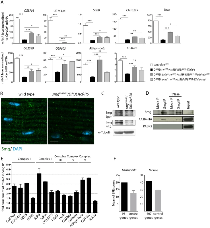 Smg binds to mRNAs encoding mitochondrial proteins and is involved in mRNA down-regulation due to PABPN1-17ala expression.