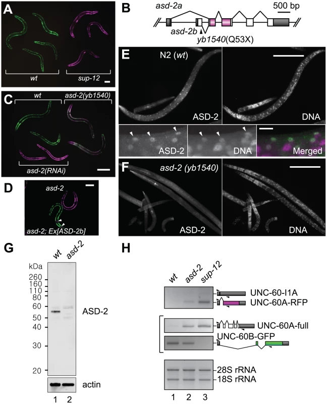 ASD-2 and SUP-12 regulate muscle-specific processing of the <i>unc-60</i> reporter in body wall muscles.