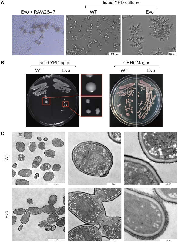 Long-term co-incubation of <i>C. glabrata</i> with RAW 264.7 macrophages yields a <i>C. glabrata</i> strain with pseudohyphae-like morphology.