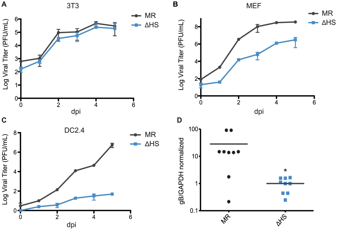 muSOX-induced mRNA degradation is important for viral amplification in a cell type specific manner in vitro and in vivo.