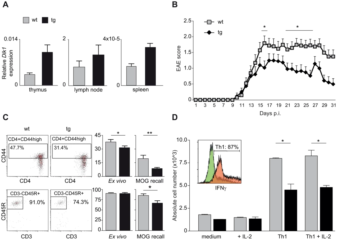 Transgenic overexpression of Dlk1 modulates EAE severity and adaptive immune responses.