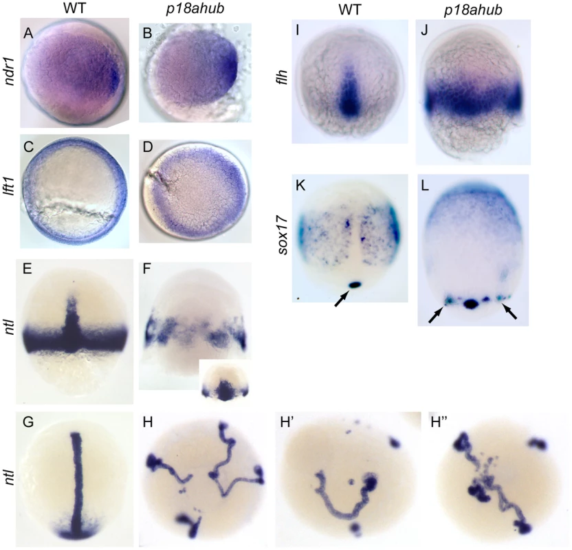 Excessive axial mesoderm at the expense of ventrolateral mesoderm in <i>p18ahub</i> embryos.