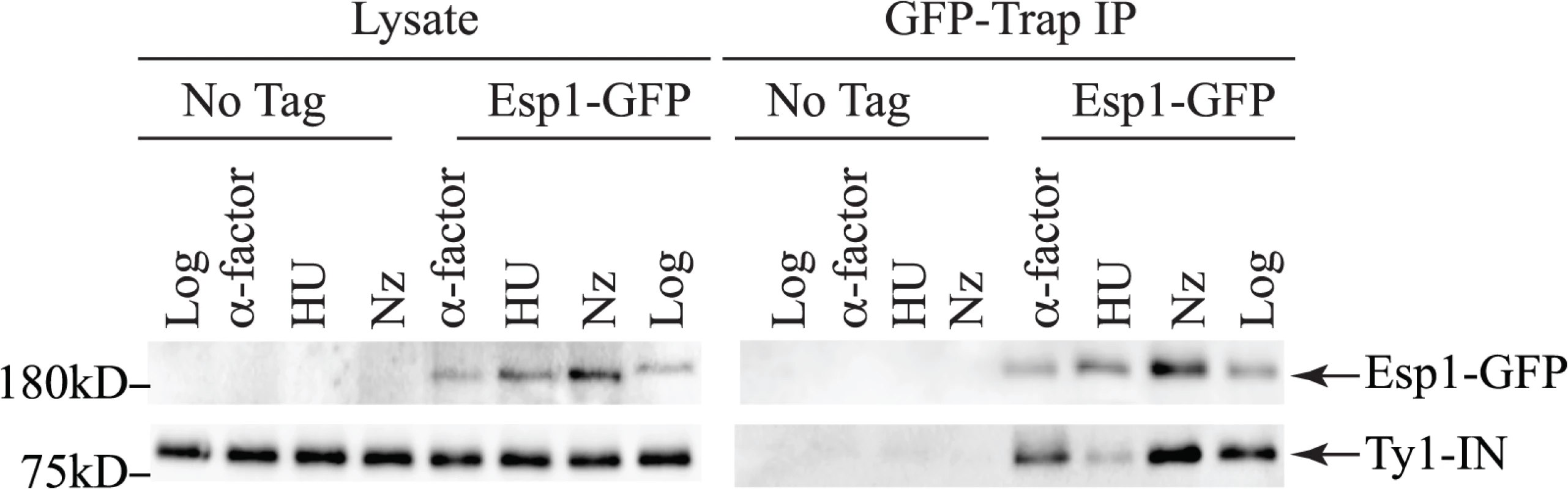 Esp1 interacts with Ty1-IN in G1 and G2/M phase cells.