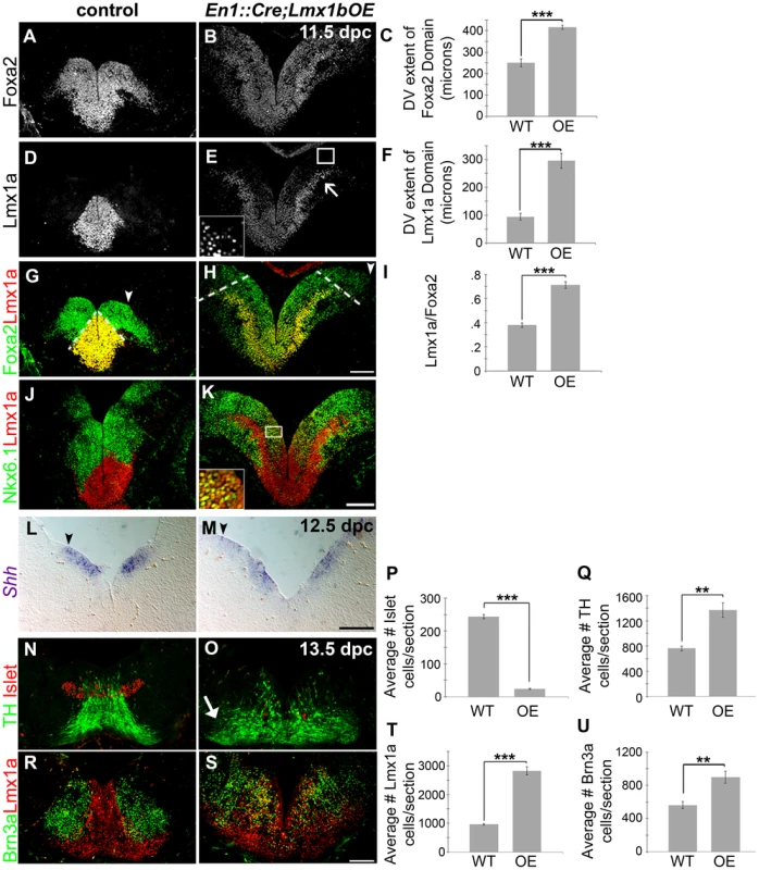 Maintenance of <i>Lmx1b</i> alters the size of the FP, the mDA progenitor pool, and ventral midbrain patterning.
