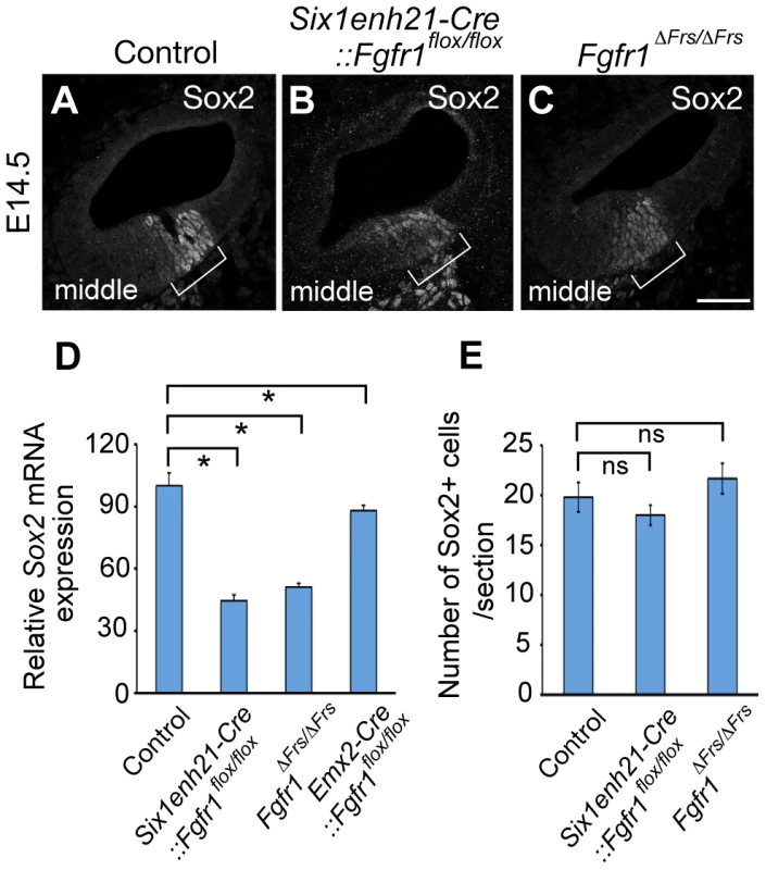 Sox2 is weakly expressed in FGFR1 signalling mutants at the onset of sensory cell differentiation.