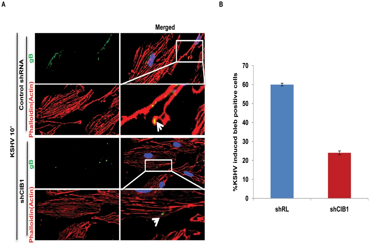 Effect of CIB1 knockdown on macropinocytic uptake of KSHV during <i>de novo</i> infection of endothelial cells.