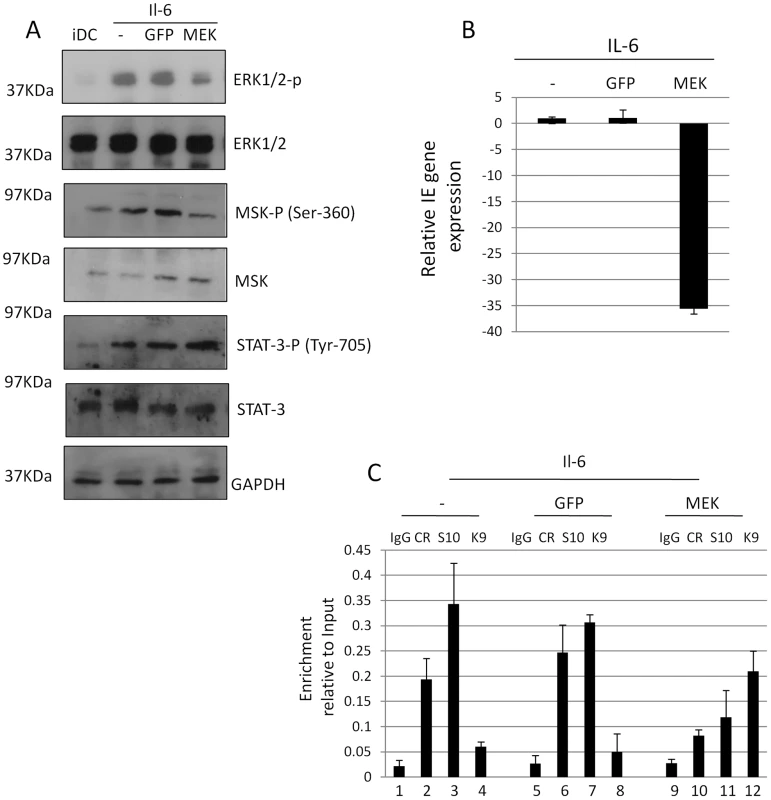 A dominant negative MEK1 blocks IE gene expression and CREB and histone H3 phosphorylation at the MIEP.