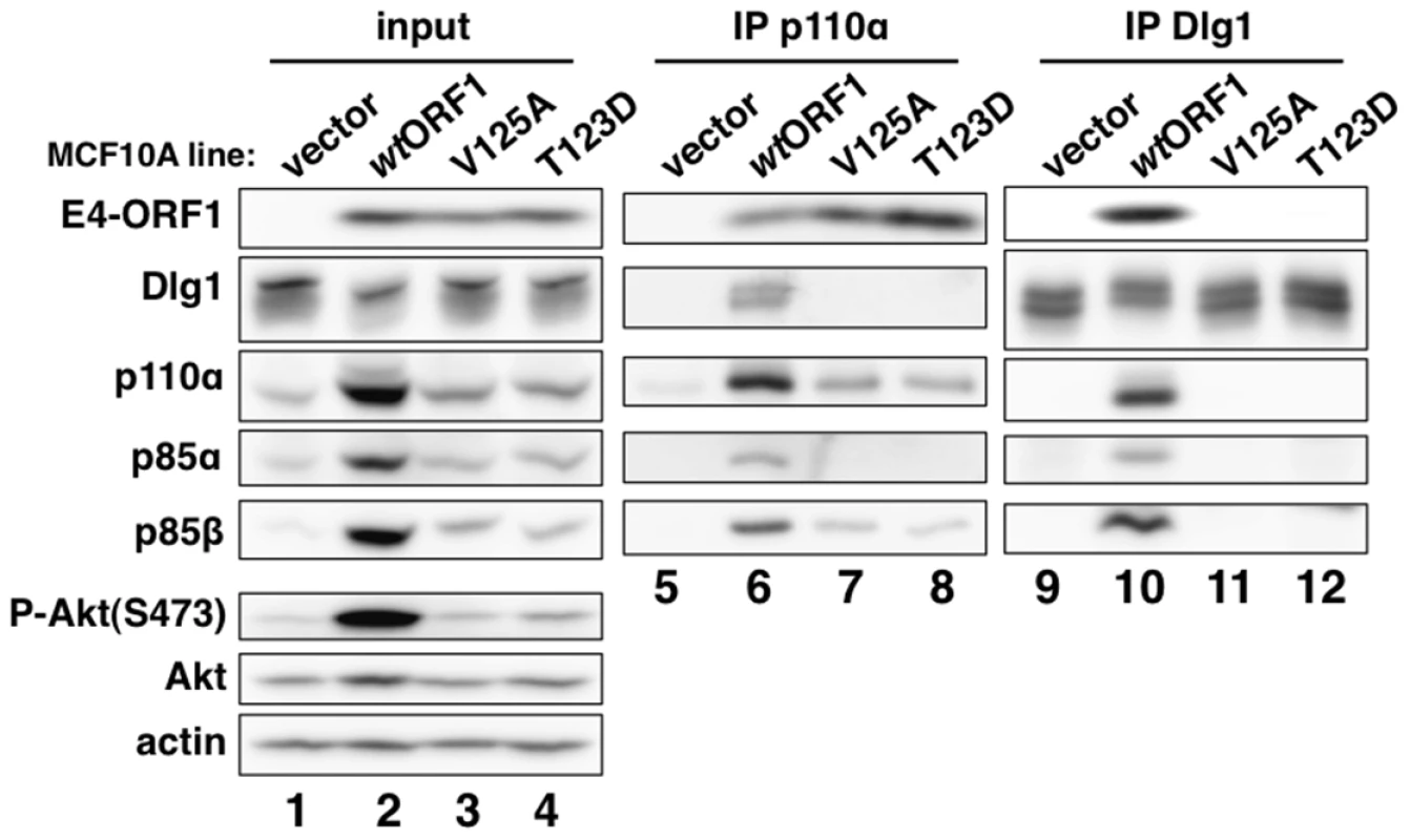 E4-ORF1 binds endogenous cellular PI3K and tethers it to Dlg1 to form a ternary complex in cells.