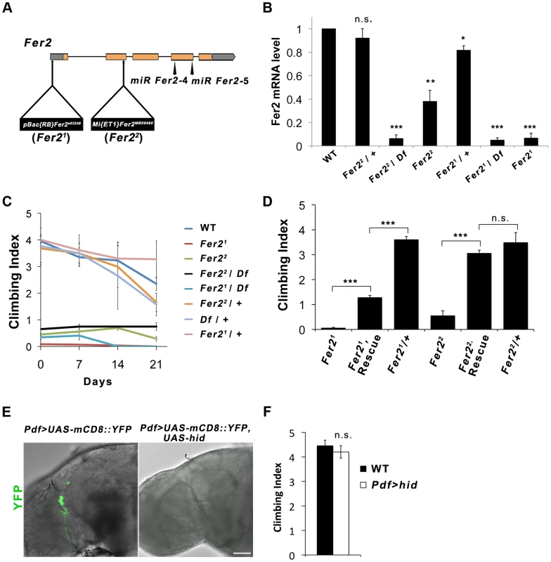 <i>Fer2</i> loss-of-function mutation impairs the startle-induced climbing ability.