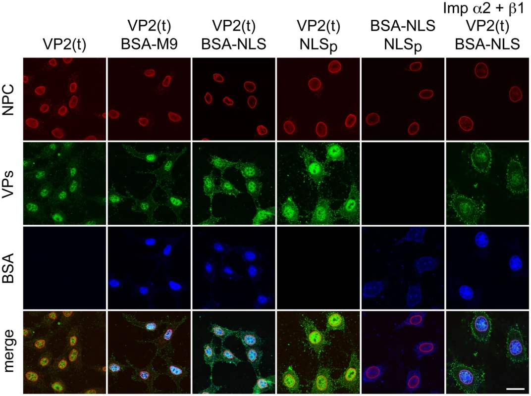 Importins α/2β1 and transportin are not involved in VP2 nuclear import.