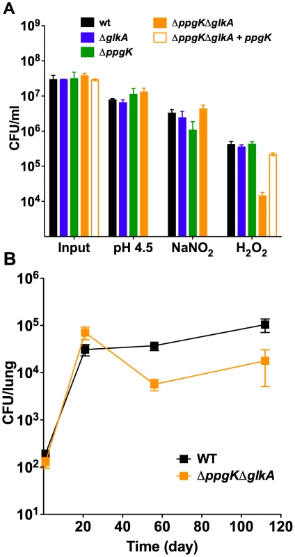 The glucokinase double mutant is hypersusceptible to hydrogen peroxide, but attenuated in phagocyte oxidase deficient mice.