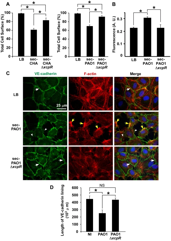 <i>P. aeruginosa</i> type 2 effectors provoke gap formation in endothelial cell monolayer.