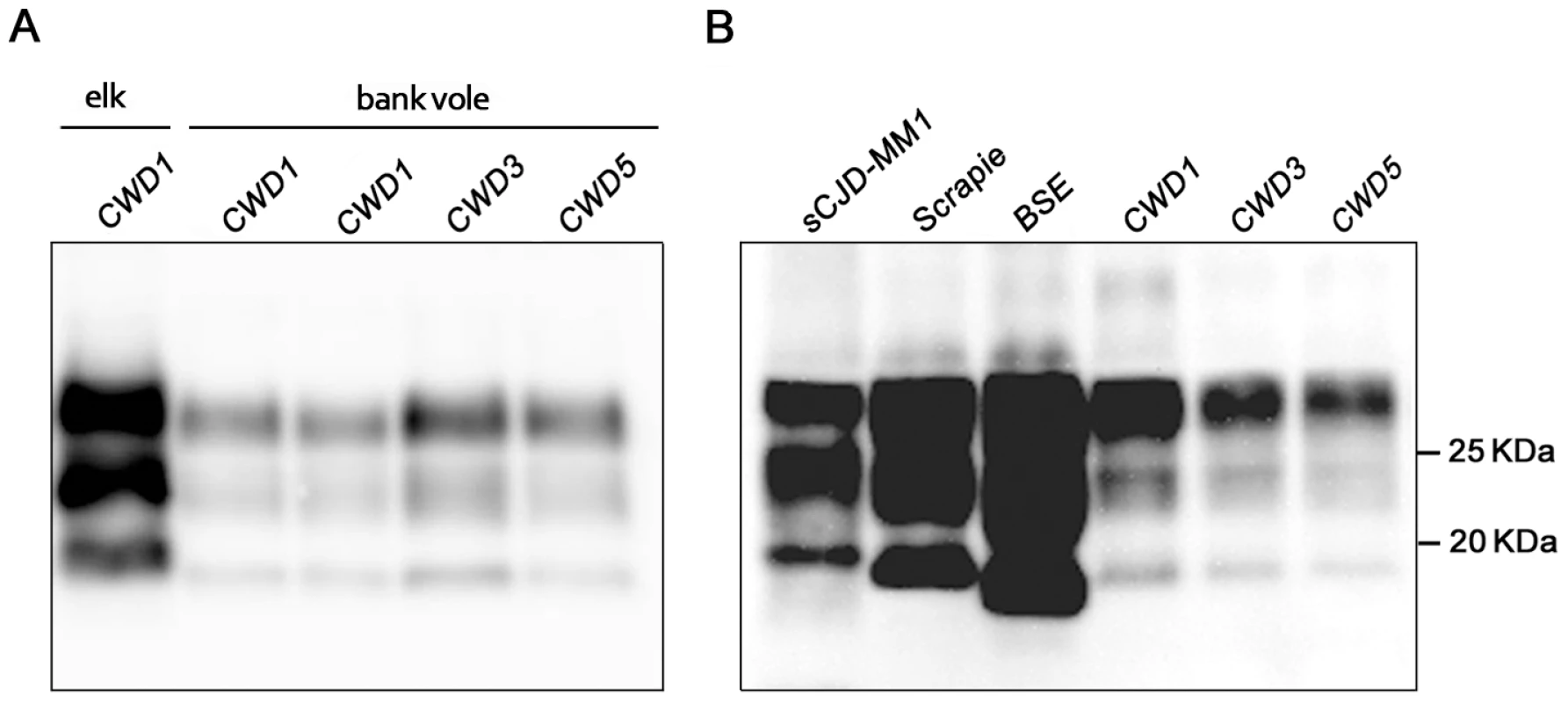 Western blot analysis of the PrP<sup>res</sup> level in the brain of CWD-affected voles.