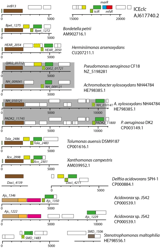 Conservation of <i>tciR</i> analogues in putative ICE<i>clc</i>-like regions in a variety of other bacterial genomes.