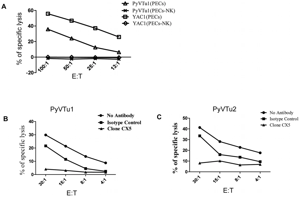 NK cell kill PyVTu targets in a NKG2D-dependent manner.