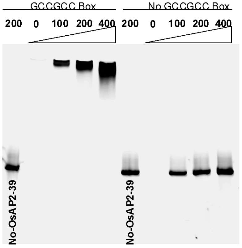 The recombinant OsAP2-39 protein specifically binds to the GCC-box <i>in vitro</i>.