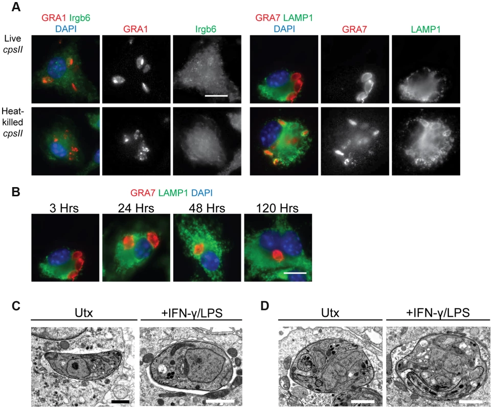 The fate of heat-killed and live <i>cpsII</i> parasites in host cells.