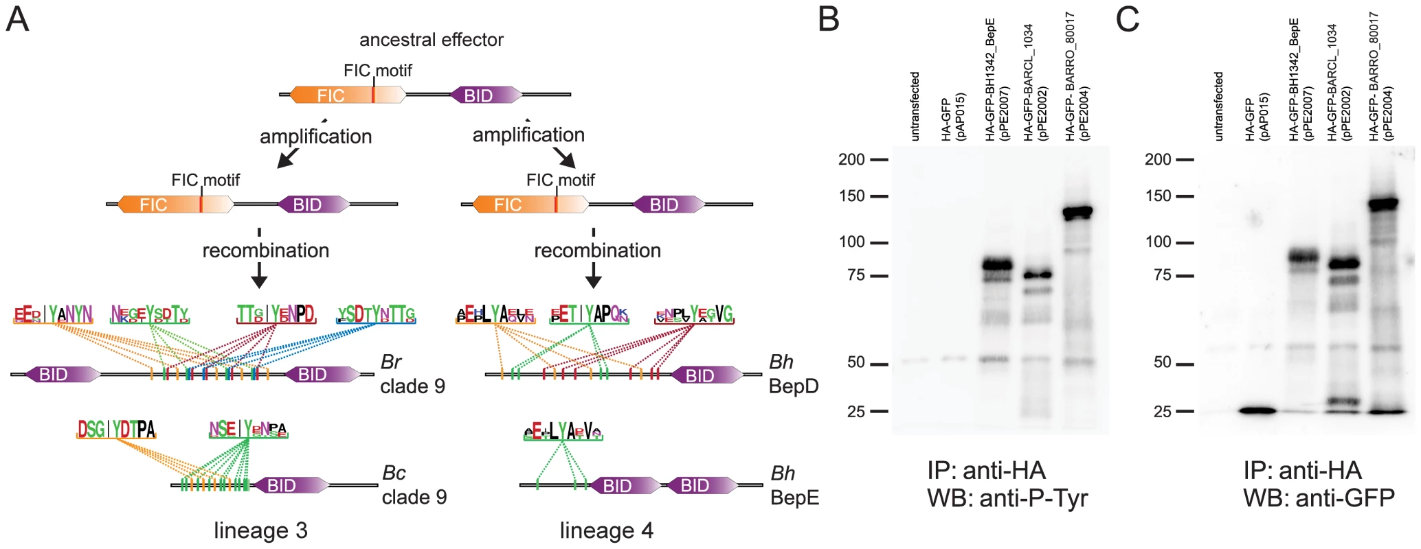 Parallel evolution of <i>Bartonella</i> effector proteins harboring tandem-repeated tyrosine motifs phosphorylated in host cells.