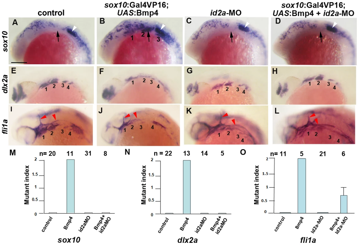 Reduction of Id2a rescues the ectomesenchyme defects caused by Bmp4 misexpression.