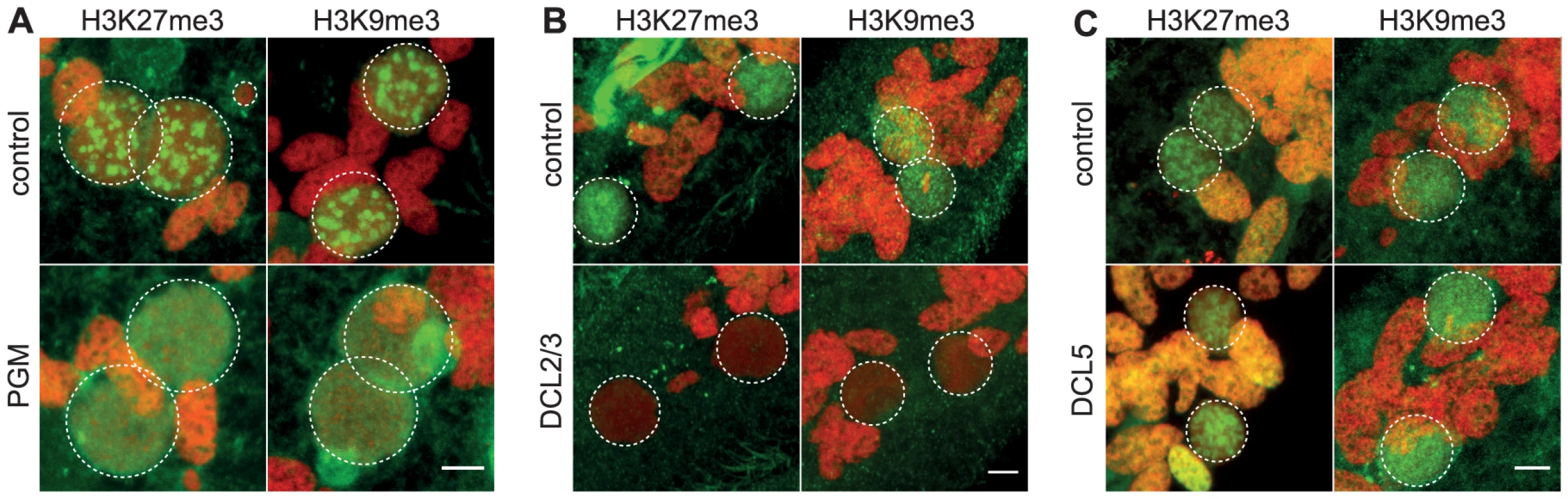 Depletion of the Pgm endonuclease and of the Dicer-Like 2 and 3 proteins alter H3K27me3 and H3K9 me3 localization.