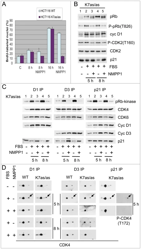Specific inhibition of CDK7 by 1-NMPP1.