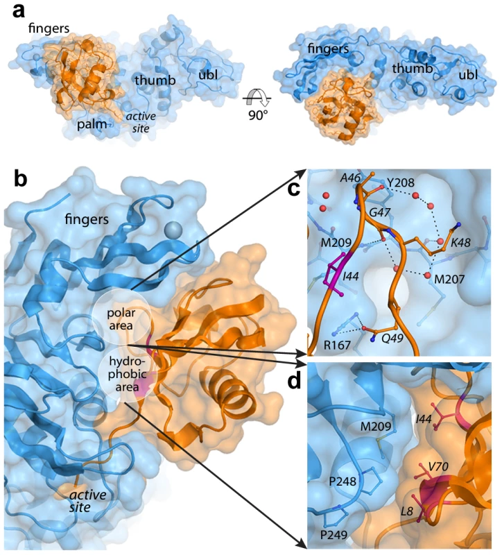 The PLpro-ubiquitin interface involves both polar and hydrophobic interactions.