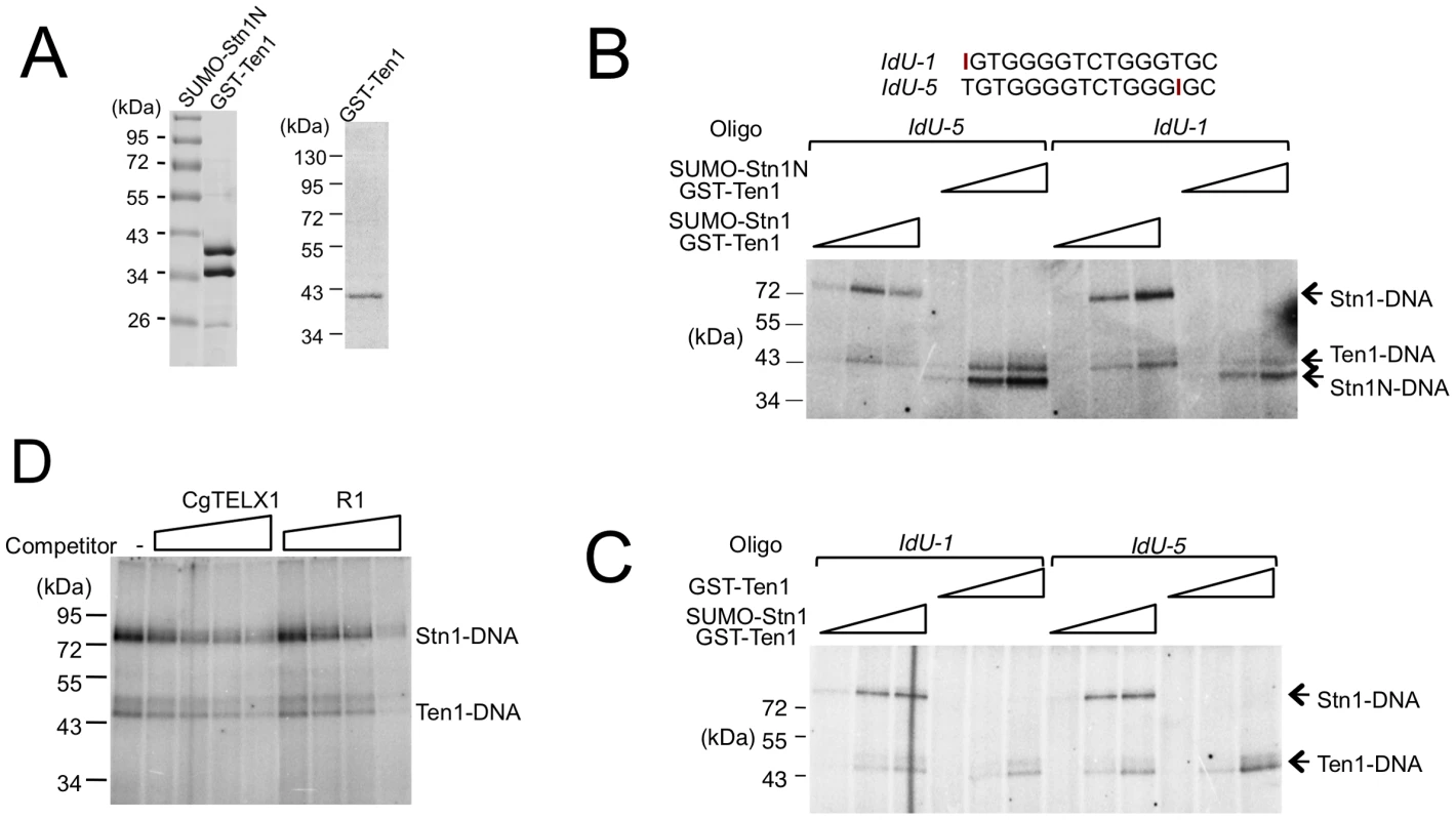 Crosslinking of <i>C. glabrata</i> Stn1 and Ten1 to photo-reactive telomere oligonucleotides.