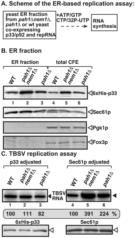 Enhanced TBSV repRNA replication in isolated ER preparations from <i>pah1Δ</i> and <i>pah1Δ nem1Δ</i> yeasts.